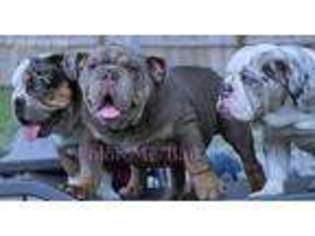 Bulldog Puppy for sale in Orlando, FL, USA