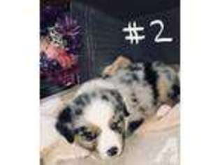 Mutt Puppy for sale in CALL, TX, USA