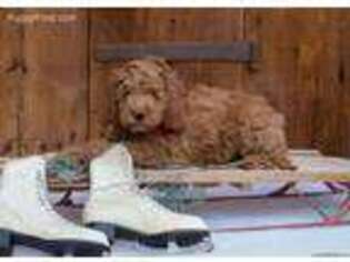 Goldendoodle Puppy for sale in Millmont, PA, USA