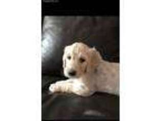 Goldendoodle Puppy for sale in Davenport, IA, USA