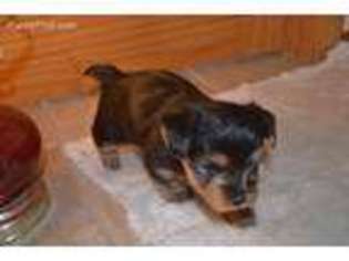 Yorkshire Terrier Puppy for sale in Huggins, MO, USA
