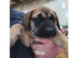 Bullmastiff Puppy for sale in Defiance, OH, USA