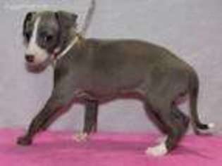 Italian Greyhound Puppy for sale in Burlington, KY, USA