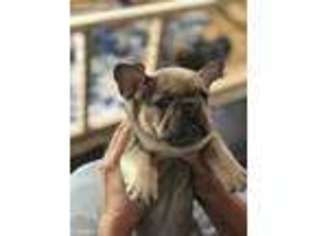 French Bulldog Puppy for sale in Red Bay, AL, USA