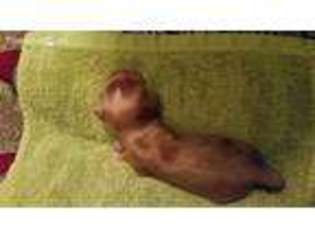 Medium Photo #1 Cocker Spaniel Puppy For Sale in Dowagiac, MI, USA