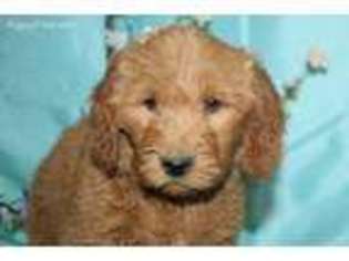 Goldendoodle Puppy for sale in Novinger, MO, USA