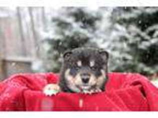 Shiba Inu Puppy for sale in Newmanstown, PA, USA