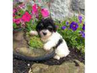 Havanese Puppy for sale in Berlin, OH, USA