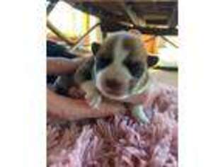 Pembroke Welsh Corgi Puppy for sale in Marion, IL, USA