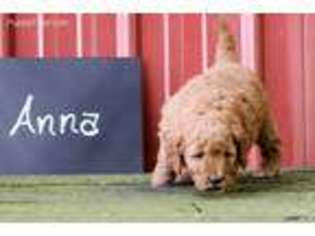 Goldendoodle Puppy for sale in Eureka, IL, USA