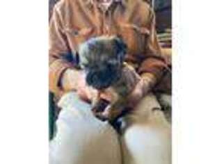 Brussels Griffon Puppy for sale in New Castle, IN, USA
