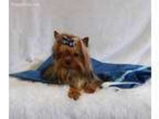 Yorkshire Terrier Puppy for sale in Queenstown, MD, USA
