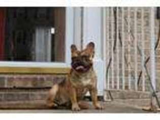 French Bulldog Puppy for sale in Claymont, DE, USA