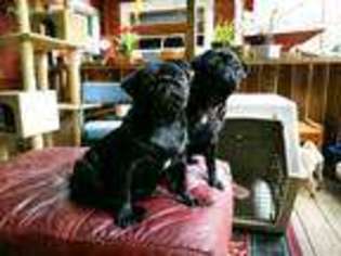 Pug Puppy for sale in Tupelo, MS, USA
