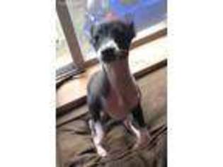 Italian Greyhound Puppy for sale in Phillips, ME, USA