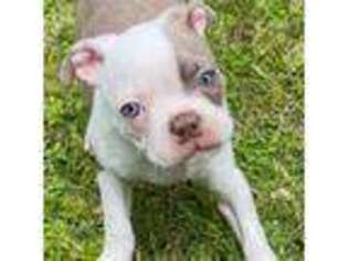 Boston Terrier Puppy for sale in Rutland, VT, USA