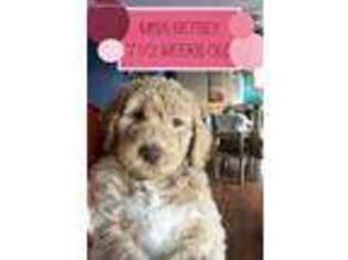 Goldendoodle Puppy for sale in Barrett, MN, USA