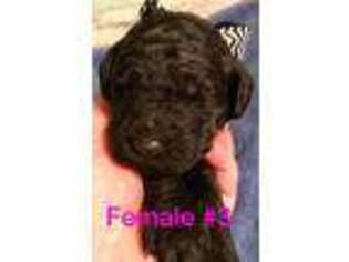 Goldendoodle Puppy for sale in Rainsville, AL, USA