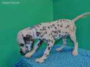 Dalmatian Puppy for sale in Paterson, NJ, USA