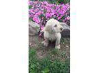 Labradoodle Puppy for sale in Pearisburg, VA, USA