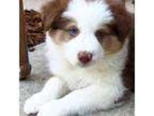 Border Collie Puppy for sale in Stockton, CA, USA
