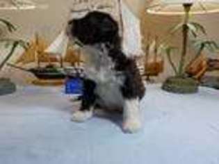 Portuguese Water Dog Puppy for sale in Homosassa, FL, USA