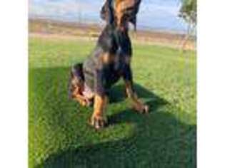 Doberman Pinscher Puppy for sale in Exeter, CA, USA