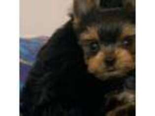 Yorkshire Terrier Puppy for sale in Blue Ridge, GA, USA