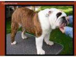 Bulldog Puppy for sale in Colville, WA, USA