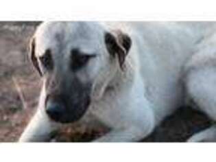Anatolian Shepherd Puppy for sale in Eagle Point, OR, USA