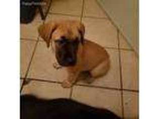 Mastiff Puppy for sale in Sulphur Springs, TX, USA