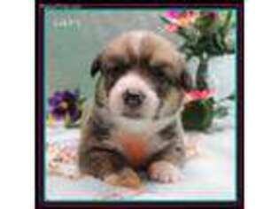 Pembroke Welsh Corgi Puppy for sale in Ainsworth, NE, USA