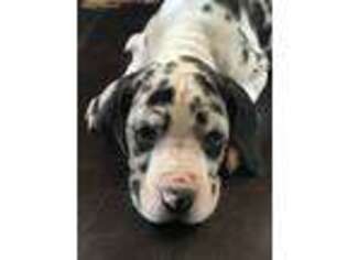 Great Dane Puppy for sale in Groveoak, AL, USA