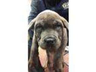 Cane Corso Puppy for sale in Monroeville, PA, USA