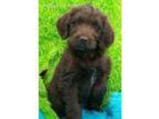 Labradoodle Puppy for sale in Chicago, IL, USA