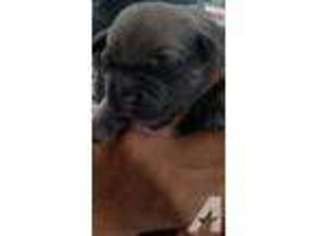 Cane Corso Puppy for sale in SAN DIEGO, CA, USA