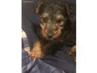 Welsh Terrier Puppy for sale in Broken Arrow, OK, USA