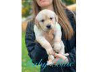 Golden Retriever Puppy for sale in Saint Johns, MI, USA