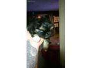 Mutt Puppy for sale in Aliquippa, PA, USA