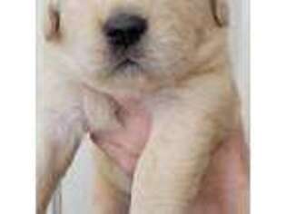 Golden Retriever Puppy for sale in Selma, CA, USA