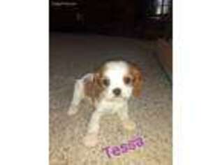 Cavalier King Charles Spaniel Puppy for sale in Pittsburg, KS, USA