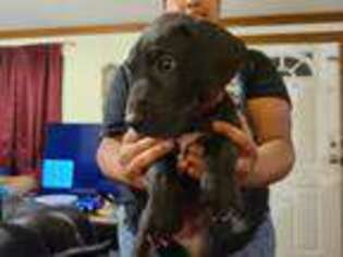 Great Dane Puppy for sale in Guston, KY, USA