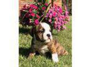 Bulldog Puppy for sale in North Platte, NE, USA