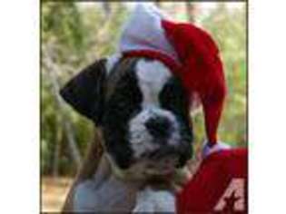 Boxer Puppy for sale in LOS ANGELES, CA, USA