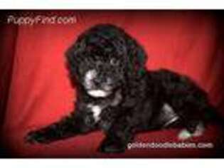 Goldendoodle Puppy for sale in Saint Paul, MN, USA