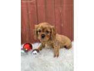 Cavalier King Charles Spaniel Puppy for sale in Shreve, OH, USA