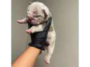 Bulldog Puppy for sale in Westfield, MA, USA