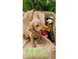 Goldendoodle Puppy for sale in Dorchester, WI, USA