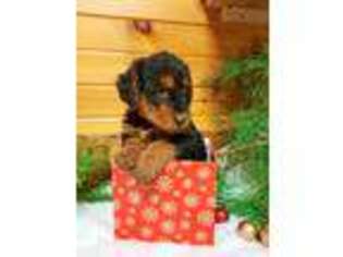 Airedale Terrier Puppy for sale in Sugarcreek, OH, USA