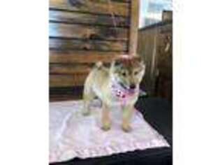 Shiba Inu Puppy for sale in Boyd, WI, USA